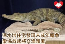 深水埗住宅發現鱷魚 腳部疑受傷由愛協救起將交漁護署 – Yahoo